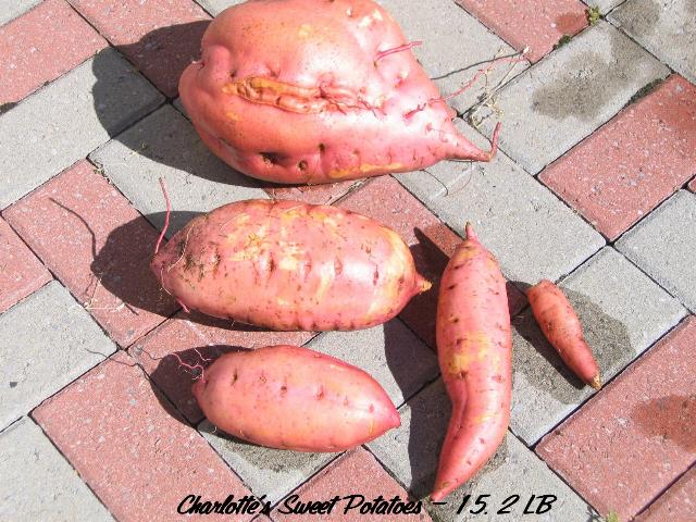 Charlotte's Sweet Potatoes