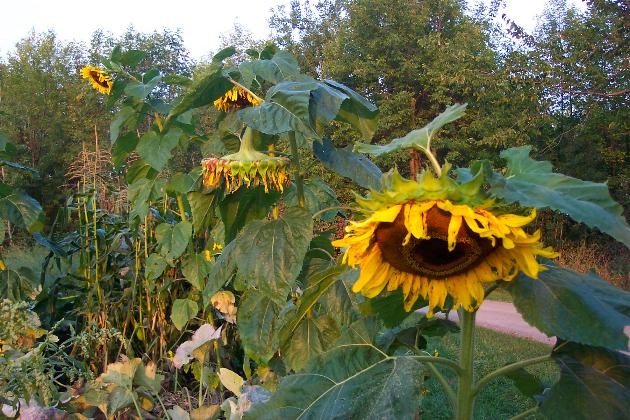 Sunflowers